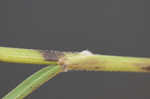 Rice cutgrass